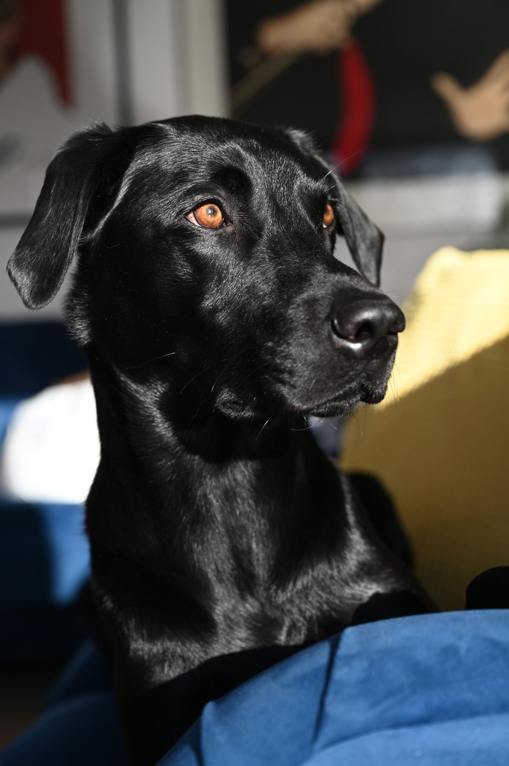 Dog photography