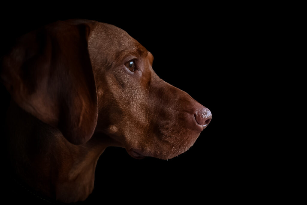 Dog portrait