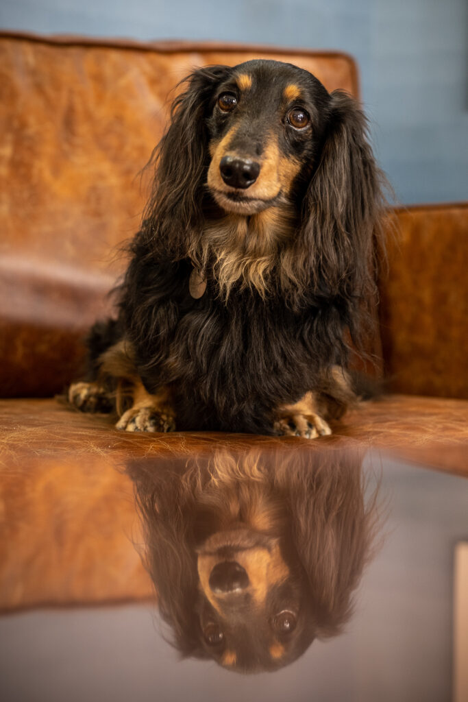 dog photo